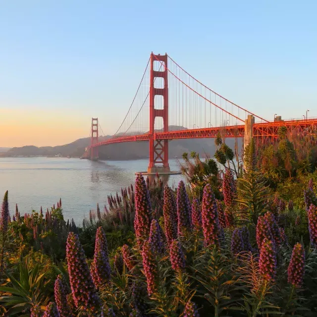 Golden Gate Bridge 전면에 큰 꽃과 함께 사진에 담겼습니다.